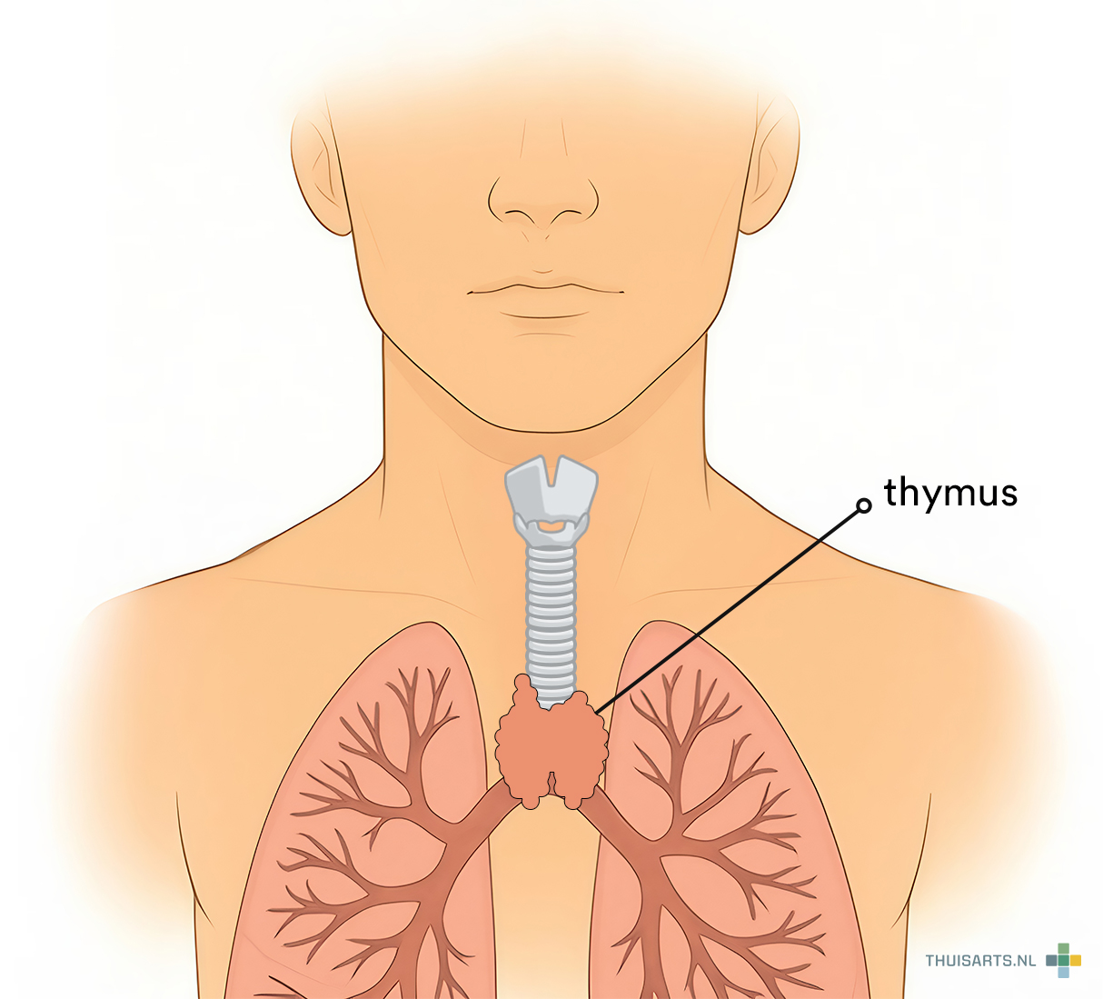 thymus