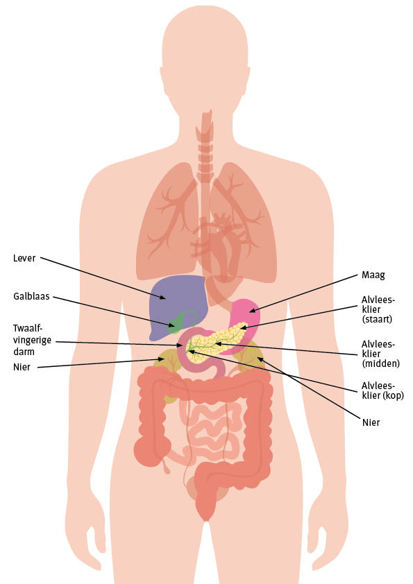 organen in de buik