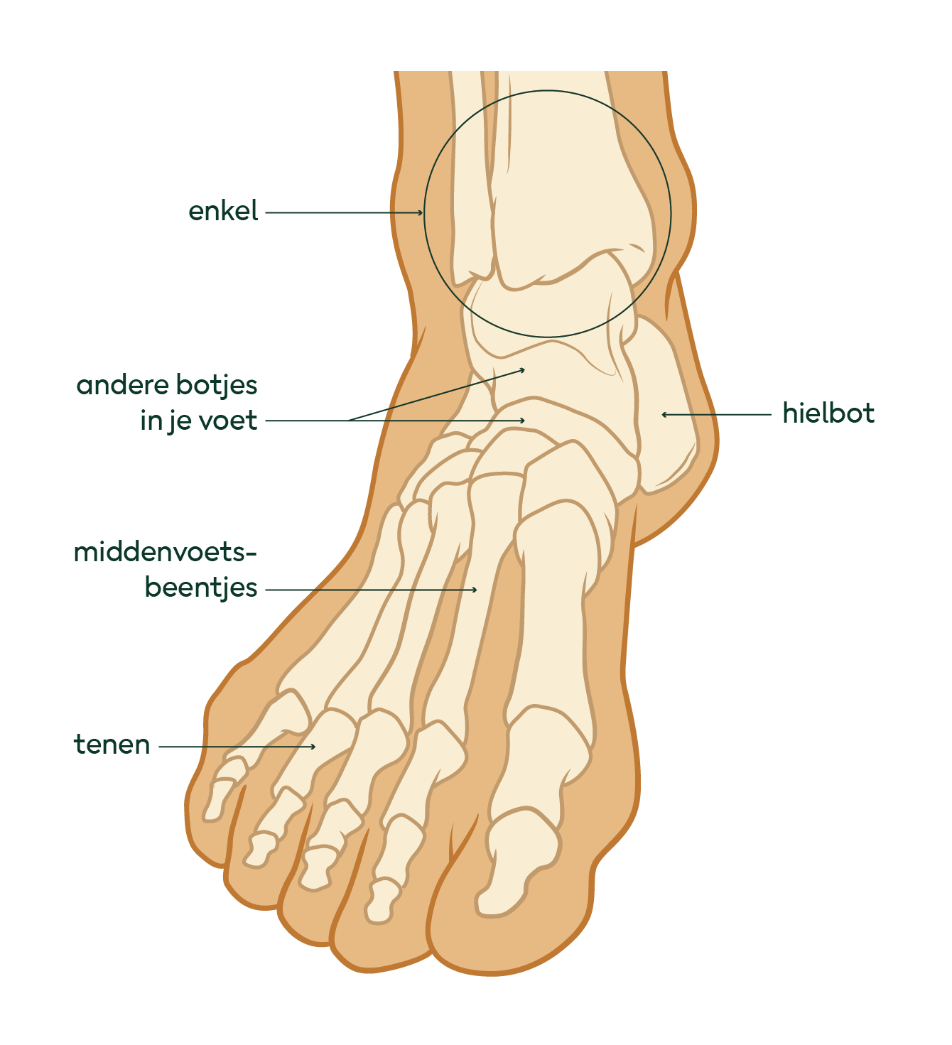 Tekening van alle botjes die in je voet zitten