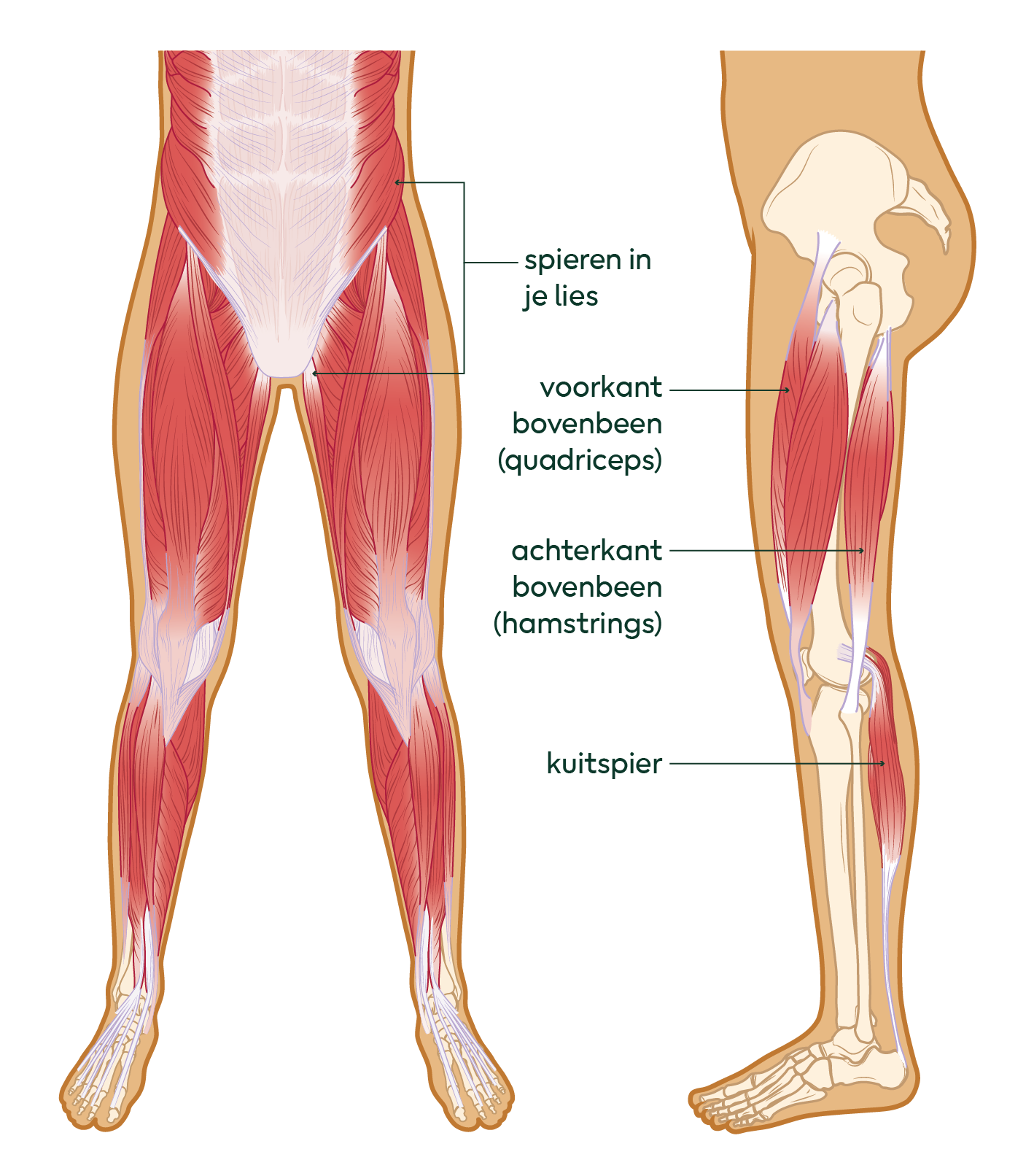 spieren in je bovenbeen