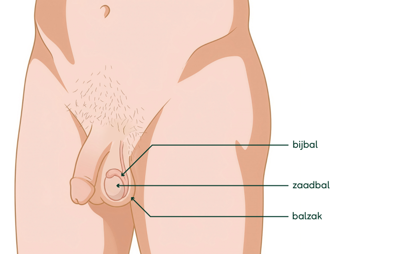 Tekening van de zaadbal en de bijbal in de balzak