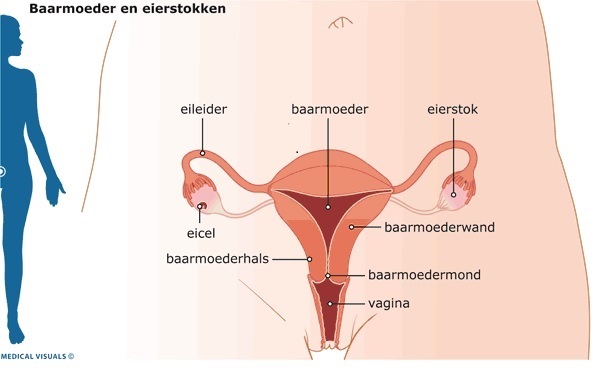 Baarmoeder en eierstokken