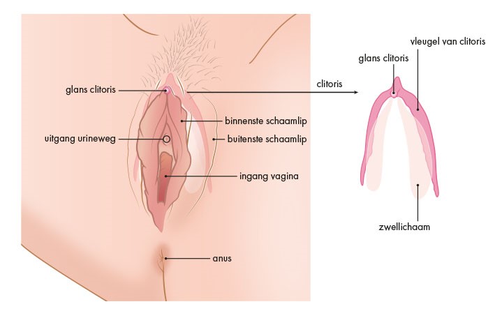 Anatomie vagina-clitoris met tekstinzet-sept2018.jpg
