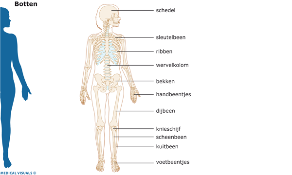 Afbeelding van de botten in uw lichaam