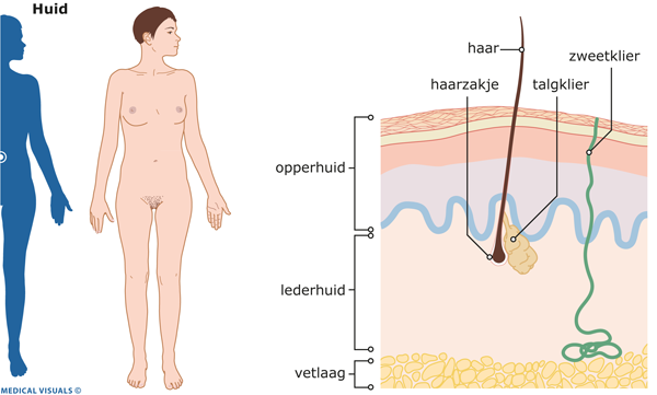 Afbeelding van de binnenkant van de huid met haarzakje, talgklier en zweetklier