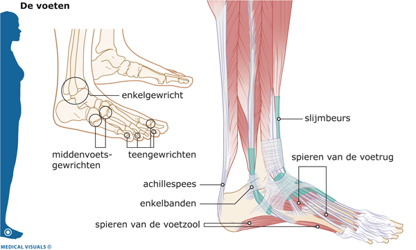 Afbeelding van de spieren en gewrichten van een voet