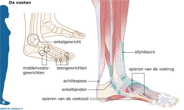 Ik Heb Een Verstuikte Enkel Thuisarts