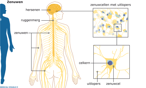 Afbeelding van hersenen, ruggemerg, zenuwen en zenuwcellen in het lichaam