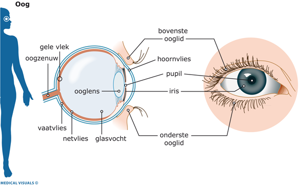 Afbeelding van de binnenkant van een oog