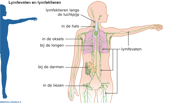 Lymfevaten en lymfeklieren