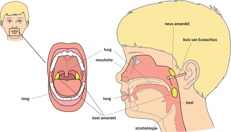 Afbeelding van de keel de amandelen en de buis van Eustachius