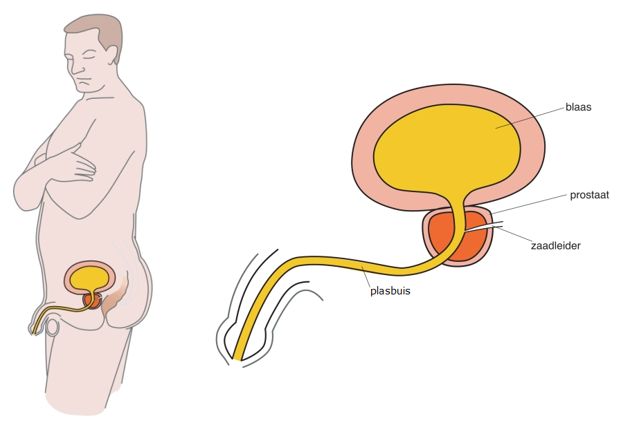 Afbeelding van de prostaat, blaas en plasbuis bij mannen