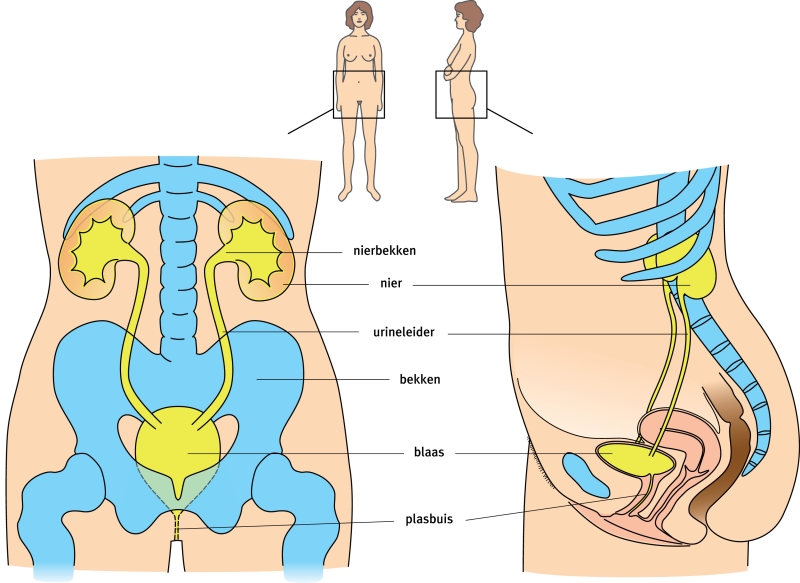 Afbeelding van de nieren en de blaas, vanaf de voorkant en de zijkant
