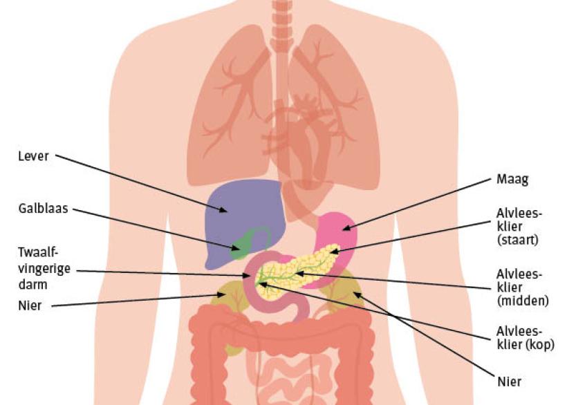 organen in de buik