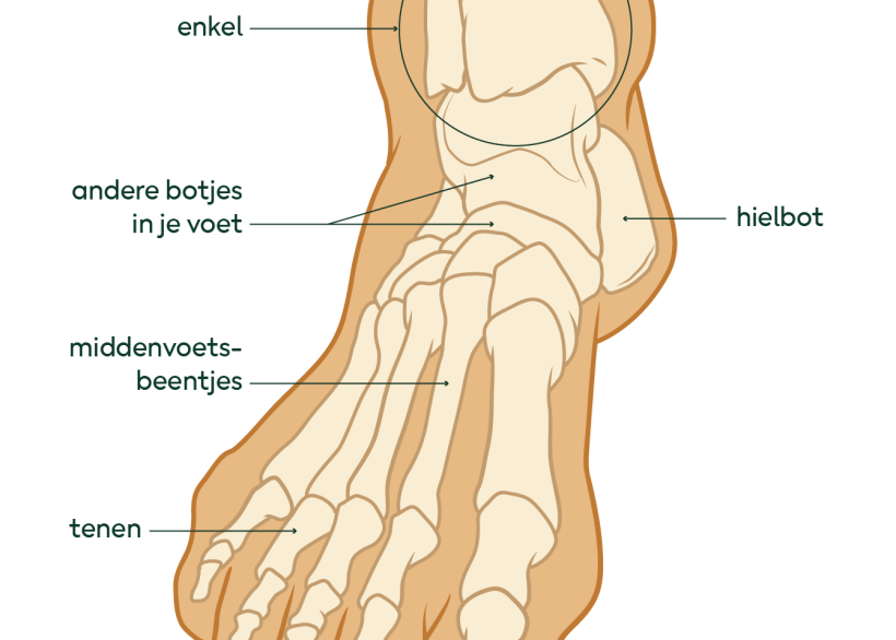 De botten die in je enkel en je voet zitten