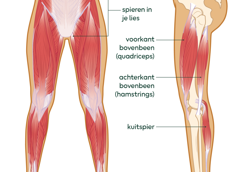 spieren in je bovenbeen