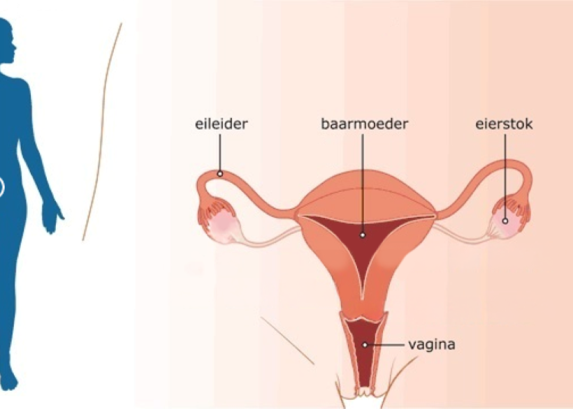 baarmoeder, eileiders en eierstokken