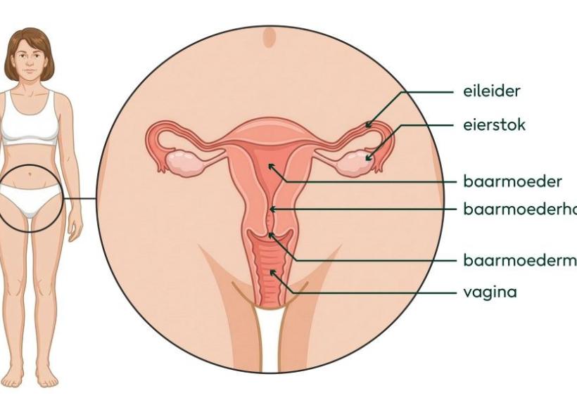 vagina, baarmoeder, eileiders en eierstokken