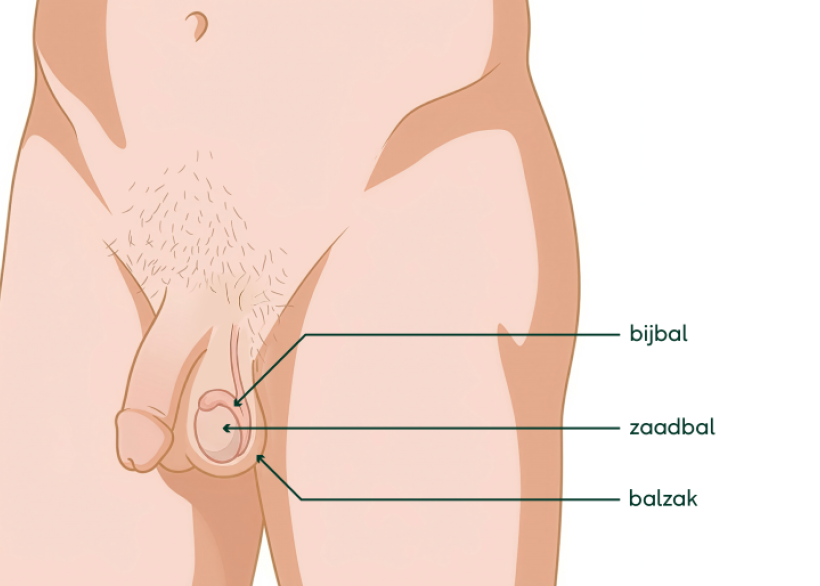 Tekening van de zaadbal en de bijbal in de balzak