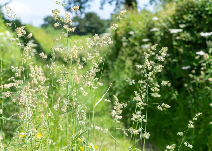 Grassen die bloeien kunnen hooikoorts geven