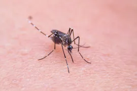 Een foto van een mug van dichtbij die op iemands huid zit