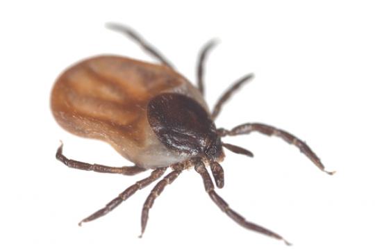 Ik heb een teek ingeslikt