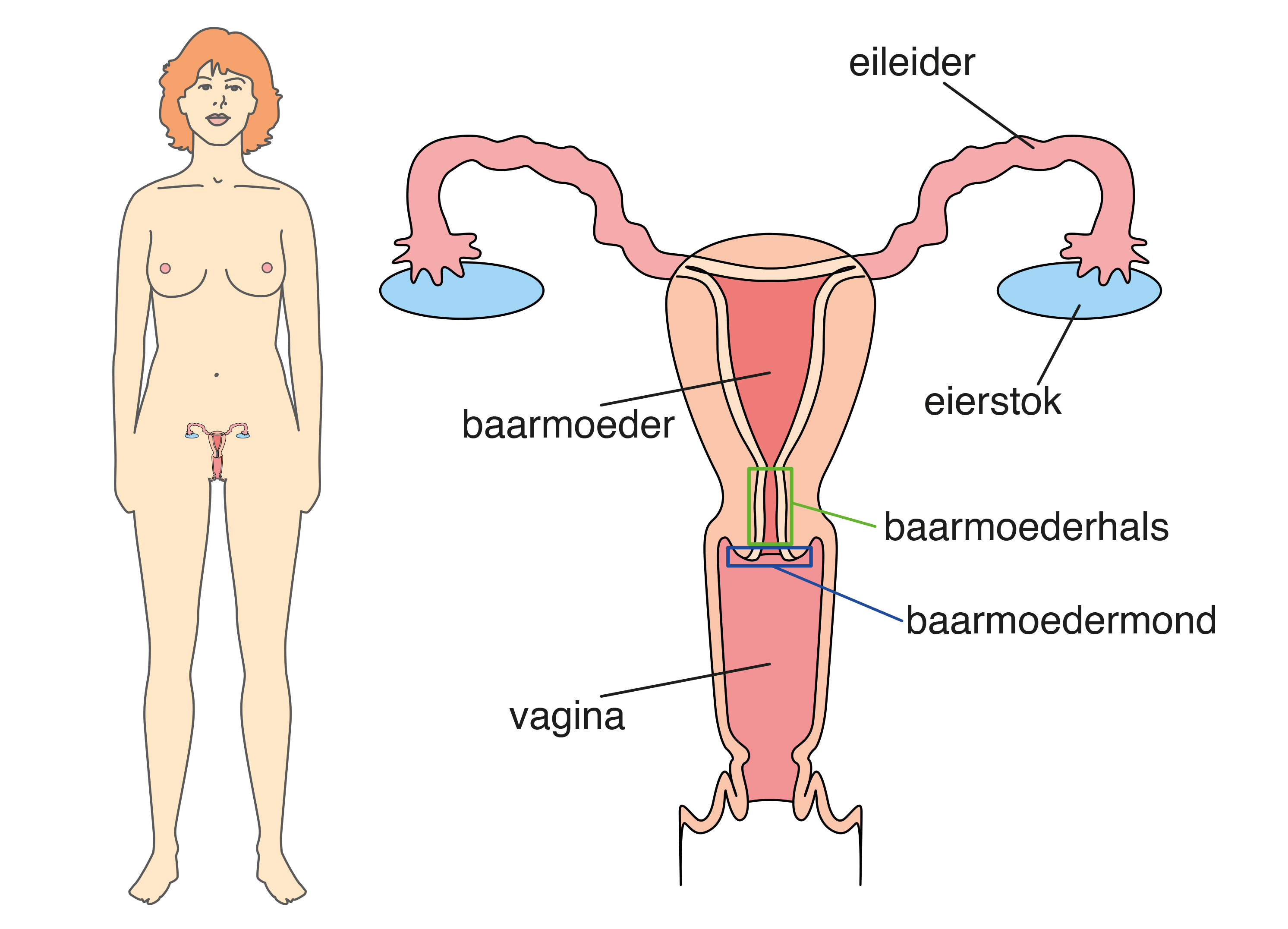 Op deze afbeelding staan de vagina, baarmoeder, eileiders en eierstokken van een vrouw