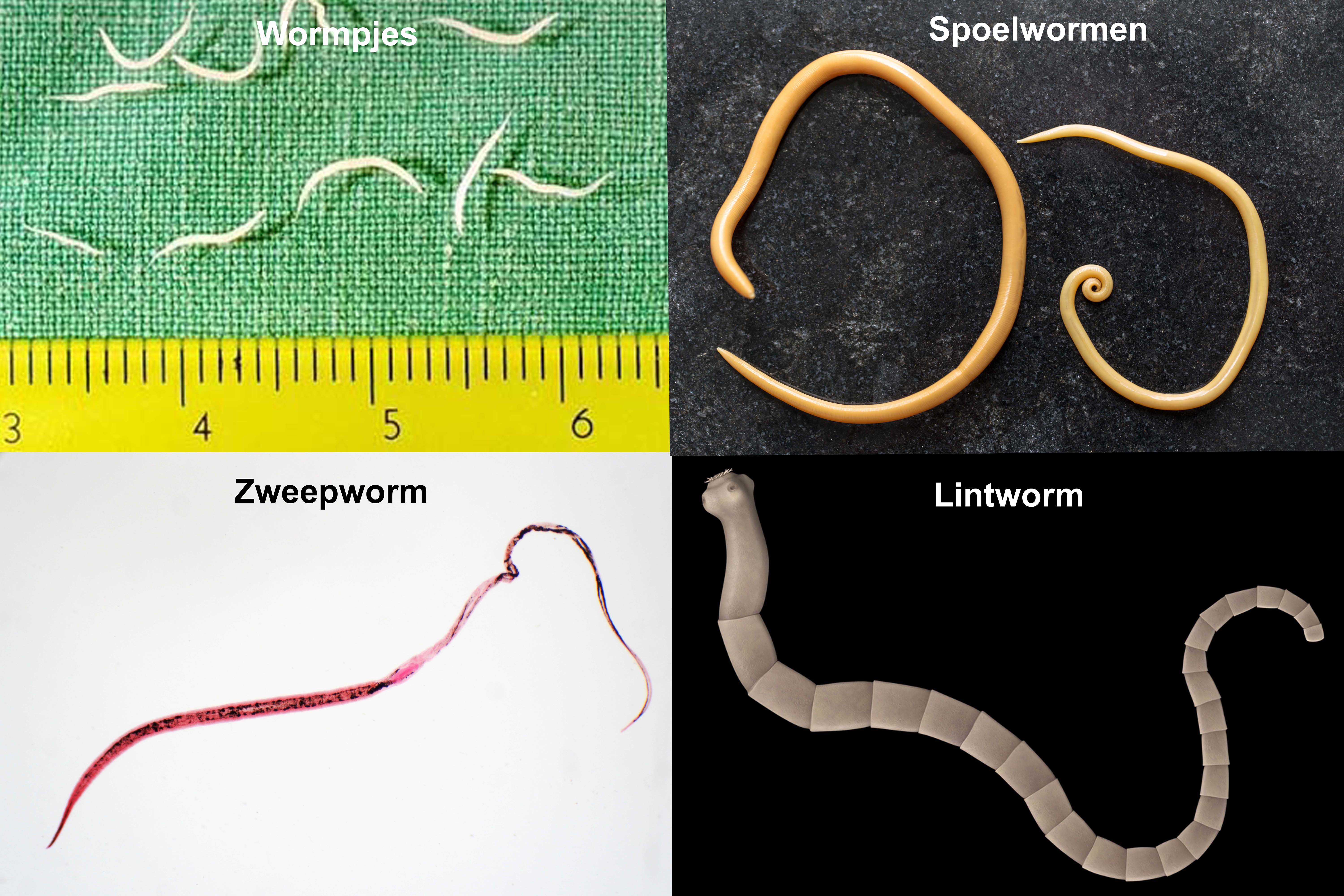 Lintworm